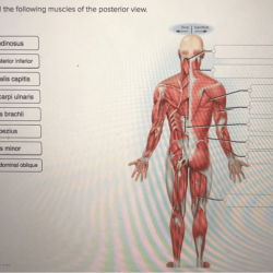 Correctly label the following muscles of the anterior view.